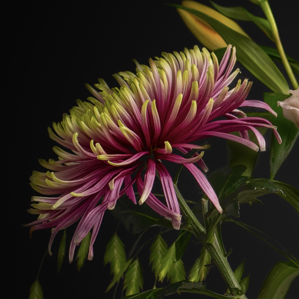 Close up chrysant