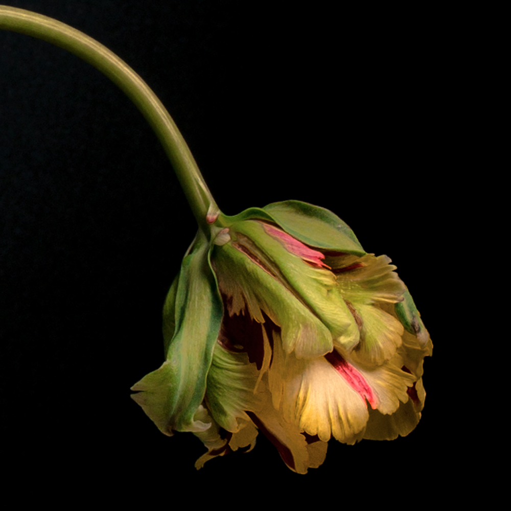 Close up tulp
